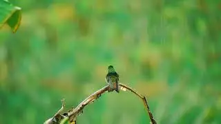 Burung kolibri hujan#Shorts