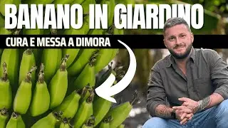 GROWING A BANANA TREE IN YOUR GARDEN IN THE NORTH? I'll explain everything.