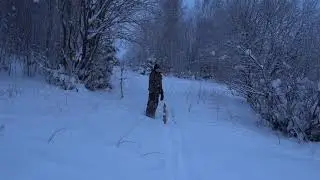 WITH THE RUSSIAN HOUND. Snow can be a challenge for dogs. 2021-2022