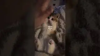 Котики. Часть 5