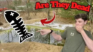 Are The Fish In My Pond Dead Or Alive⁉️