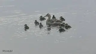 РЕКА ЯУЗА