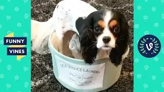 [20 MIN] Funniest ANIMALS and PETS! | August 2018