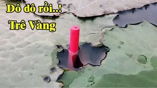 Câu cá trê vàng bãi súng hoang nó nằm dưới lá súng bỏ xuống là rút liền | THÚ VUI MIỀN TÂY.Tập 369