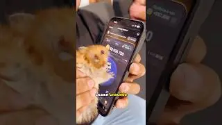 Этот ролик для всех, кто играет в Hamster Kombat !