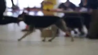СЗ Ш? ( СЗ Джигит х Шарада Гарда)