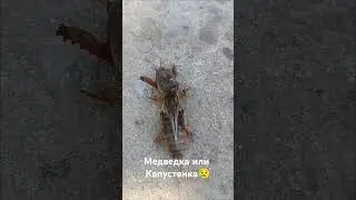 Насекомые....