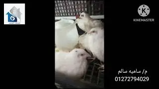 حتي السمان مع البرنامج الاورجانيك كسر المعدل الطبيعي💯🤯🤯🤯