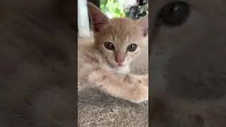Cute Little Kitten Staring at...🐾 | Cute Little Kitten Animal