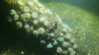 Explorando Ancla Almirantazgo del Naufragio Vesterlide