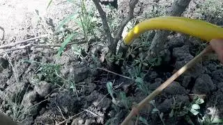 Полив винограда, очень важное. Полив после уборки