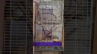 3 Minutes of Boi