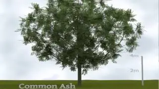 Space Tree Pro, a new way to create trees in Blender