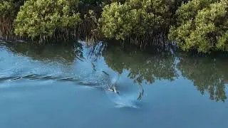 Dolphin is free after being stranded