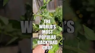 Why Do We Plant Tomatoes Deep? 