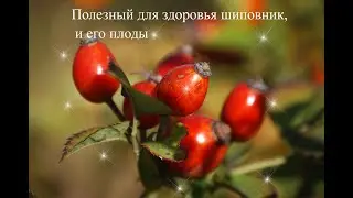 Полезный для здоровья шиповник и его плоды.