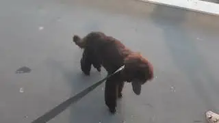 Кормим уток со щенком Королевского пуделя.