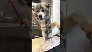 #akita #собака #akitainu #животные #animal #dog #собаки #вакай #dogs #dogshorts #smile