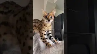 Savannah Cat Smiling  | @houseofmauw