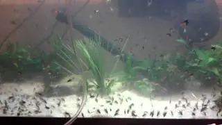 Baby Angelfish 3 weeks old 20 gallon tank
