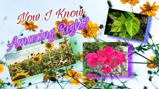 DIFFERENT KINDS OF PLANTS, DESCRIPTION and USES | EDEN CCtv