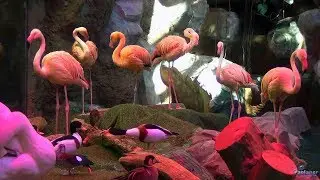 Ekzoopark in SEC «RIO» (2019)