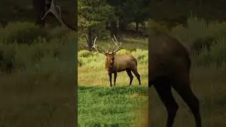 This Will Give You CHILLS! Bull Elk Bugle 