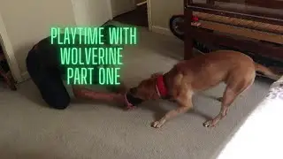 Playtime with wolverine PART ONE Don't try this at home.