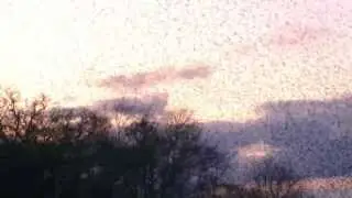 Starling Murmuration