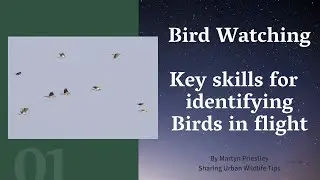 How to improve your skills of identifying birds in flight