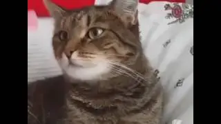 Кот и Цветочек...