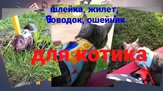 🐈🦮Как сшить 4 в1 для кота: шлейка, жилет, поводок, ошейник.