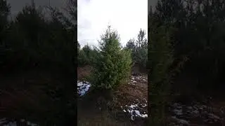 Крым, первый снег, ноябрь. Собираю шиповник в лесу, пока родные собирают маслят. #грибы #38нед