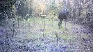 Лосиха и лосенок в лесу - Все хочу на свете знать