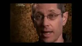Молчание пчел2008