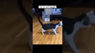 Funny animals pt. 1 #shorts #memes #funnyanimals #meme  #funnymemes #jokesmemes #trytonotlough