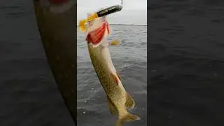 Поймал - отпусти 🦈😂 @JerkFan