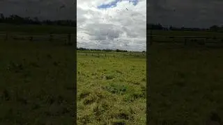 природа 😜Чайки кружатся 🌊 над землёй 🕊️подпишись на канал😜