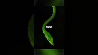 Vine Snake Explained... 🐍🍃👀 #explained#science#snake#viper#venom#venomous#star#green#greenscreen#fyp