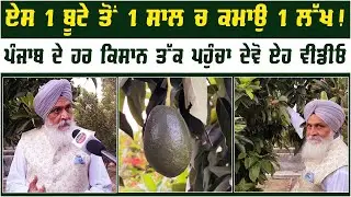 Avocado  Plants in Punjab INDIA | Avocado Farming In India | Sant Singh Paras Farm