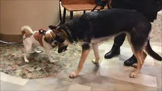 Dogs Abby and Robin Share Playtime at Winslow Animal Hospital