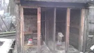 Фазаны и цесарки в моем хозяйстве.