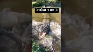 વડોદરા ના રાજા 🐊👑.             #vadodara #crocodile #vishwamitririver #crocodilepark #magar