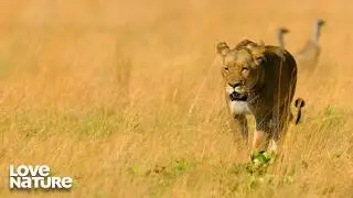 Lions Enter Hyena Dominated Plains | Guardians of the Wild 104