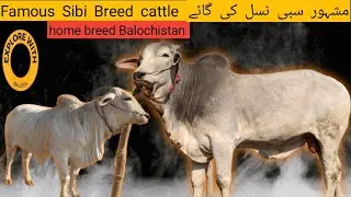 sibi breed cattle | home breed | Balochistan #cattlefarmimg