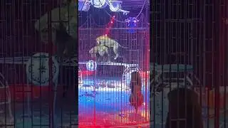 ЛЕВ 🦁 В ЦИРКЕ🎪 