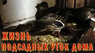 КАК ЖИВУТ УТКИ ДОМА/УХОД ЗА ПОДСАДНОЙ УТКОЙ
