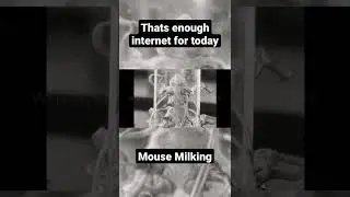 contains scenes of animal restraint that some viewers may find disturbing 1960 mice milking