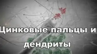 Цинковые пальцы в норме и патологии