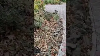 Как убрать опавшие листья на участке, быстро.